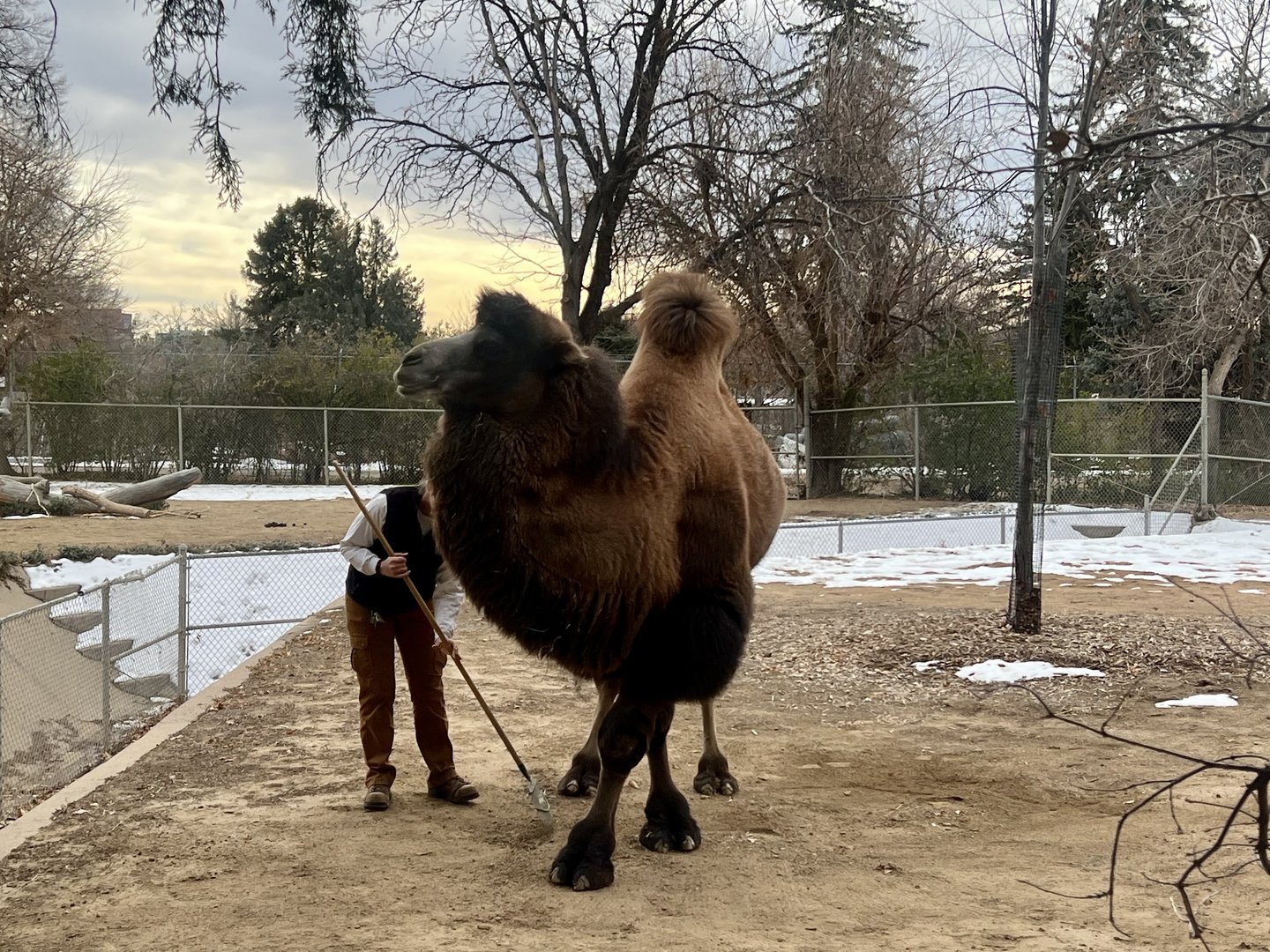 Camel herding Keeper