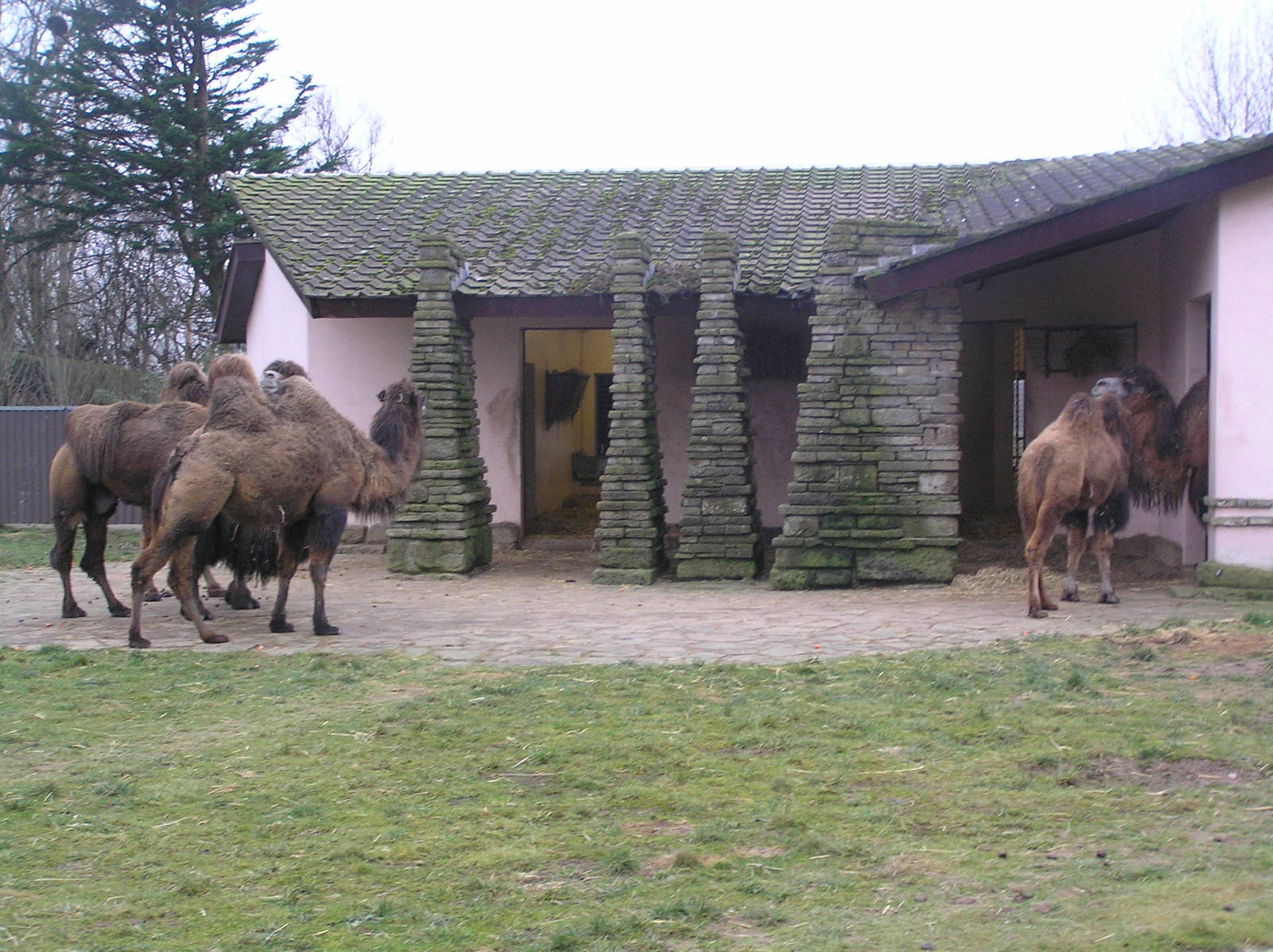 Camel house - Blackpool 06