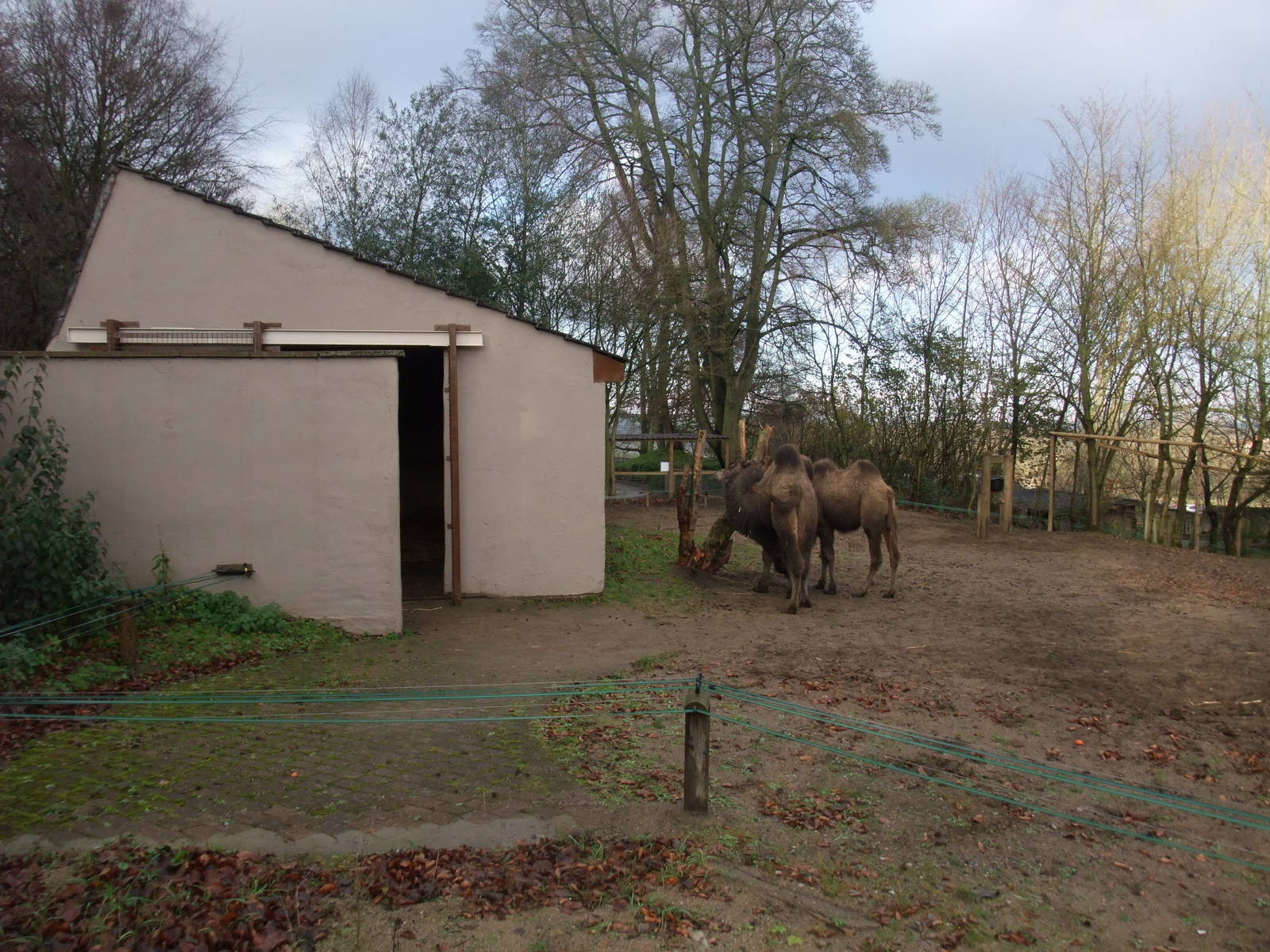 Camel House Exterior at Dudley, 18/12/11
