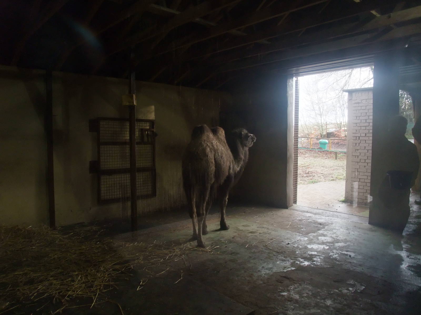 Camel House Interior at Dudley, 18/12/11