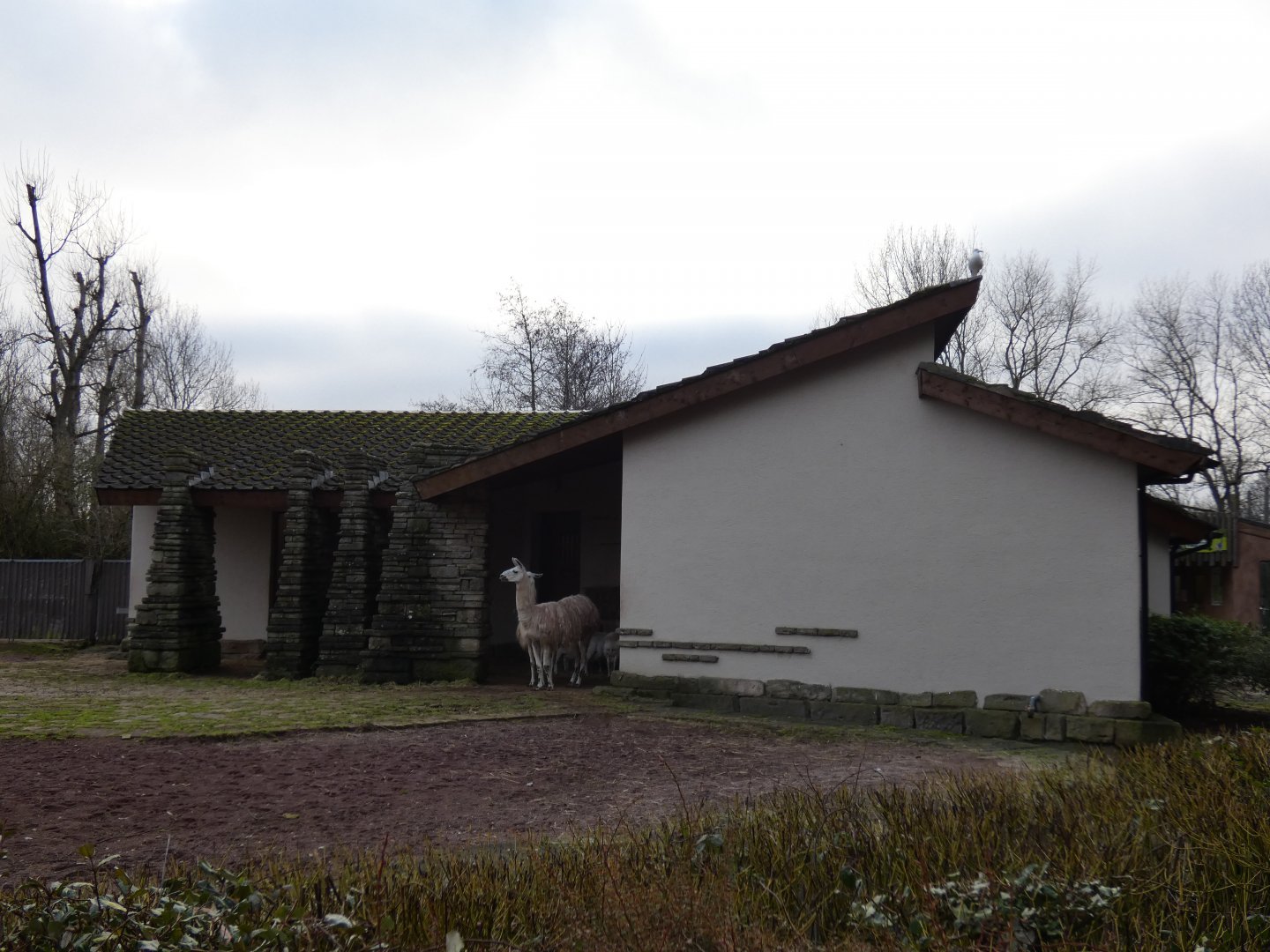 Camel house view from front