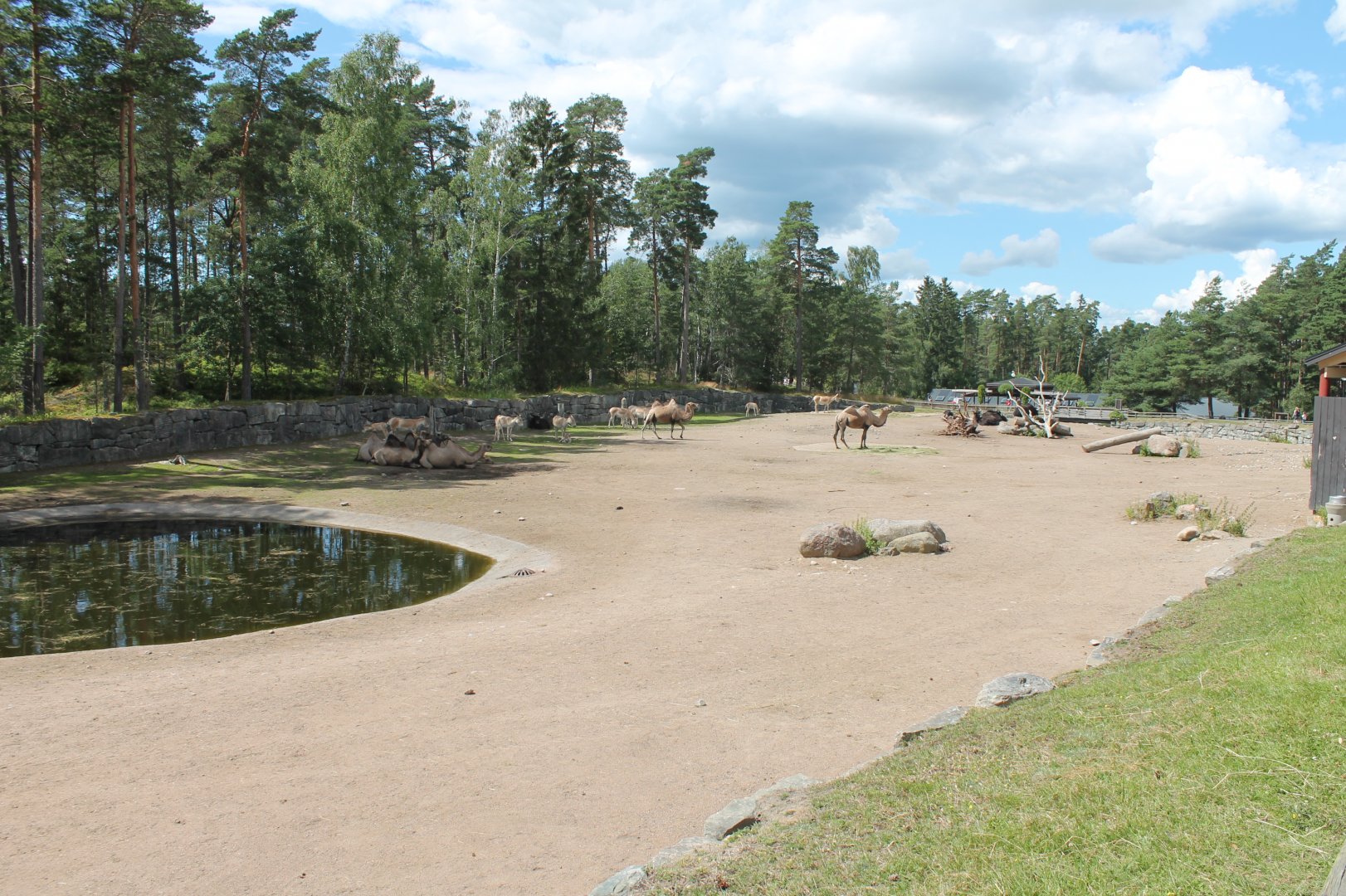 Camel/Kulan Enclosure