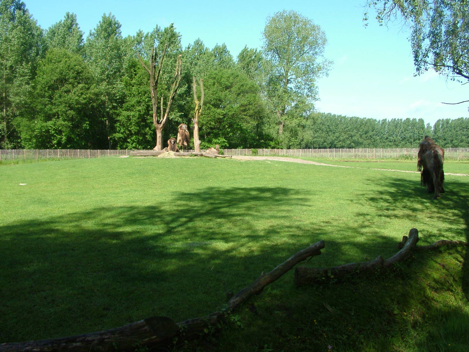 Camel paddock at BestZoo 16/05/09
