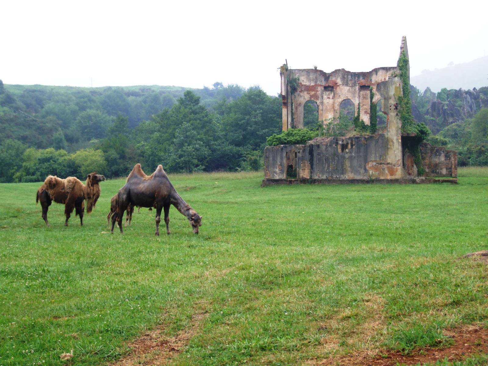 Camel Paddock at Cabarceno, 11/06/15