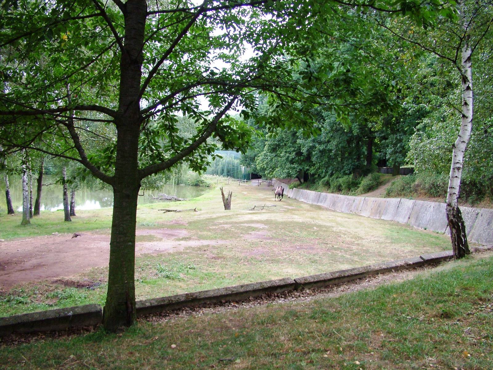 Camel Paddock at Chomutov, 30/08/12