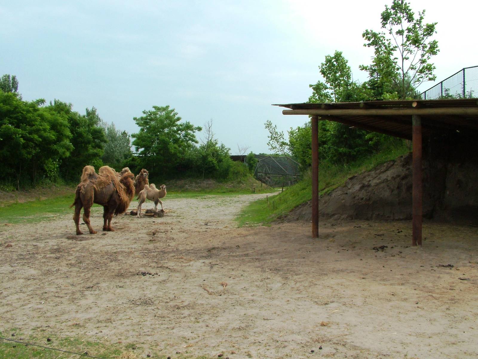 Camel Paddock at Dierenrijk, 31/05/12