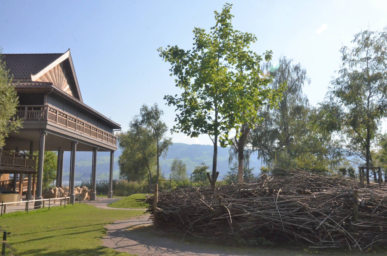 Camel Paddock at Knie Kinderzoo, 11/09/16