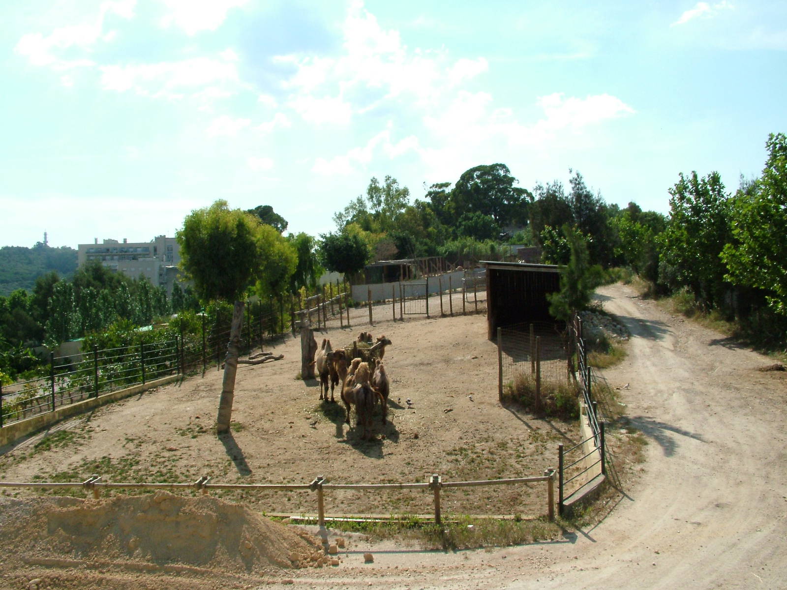 Camel Paddock at Lisbon Zoo, 24/05/11