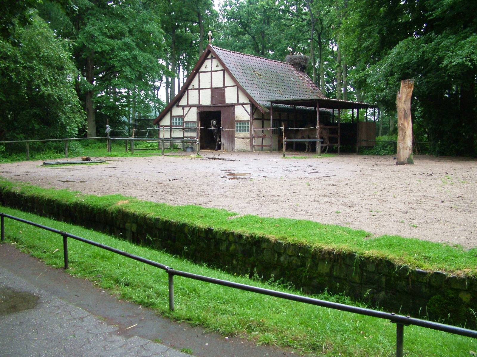 Camel Paddock at Rheine, 03/06/12