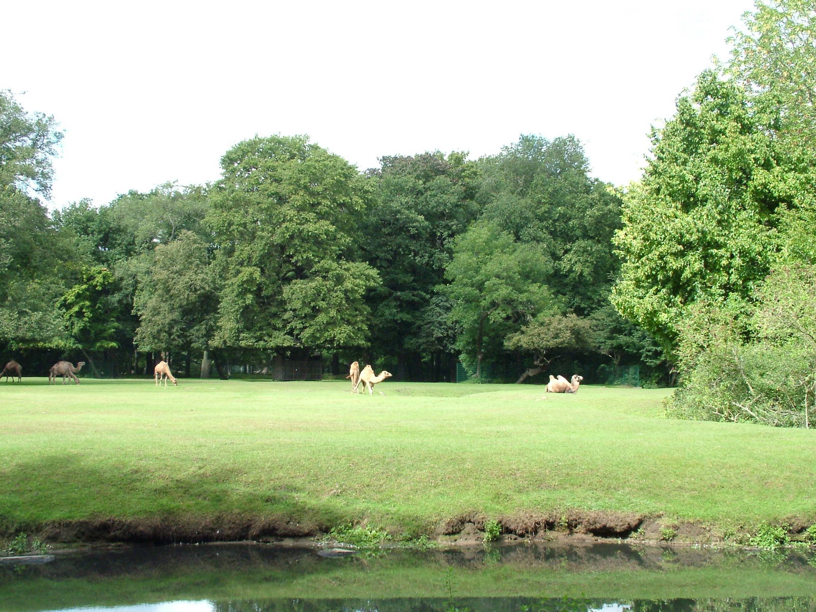 Camel Paddock at Tierpark Berlin, 30/08/11