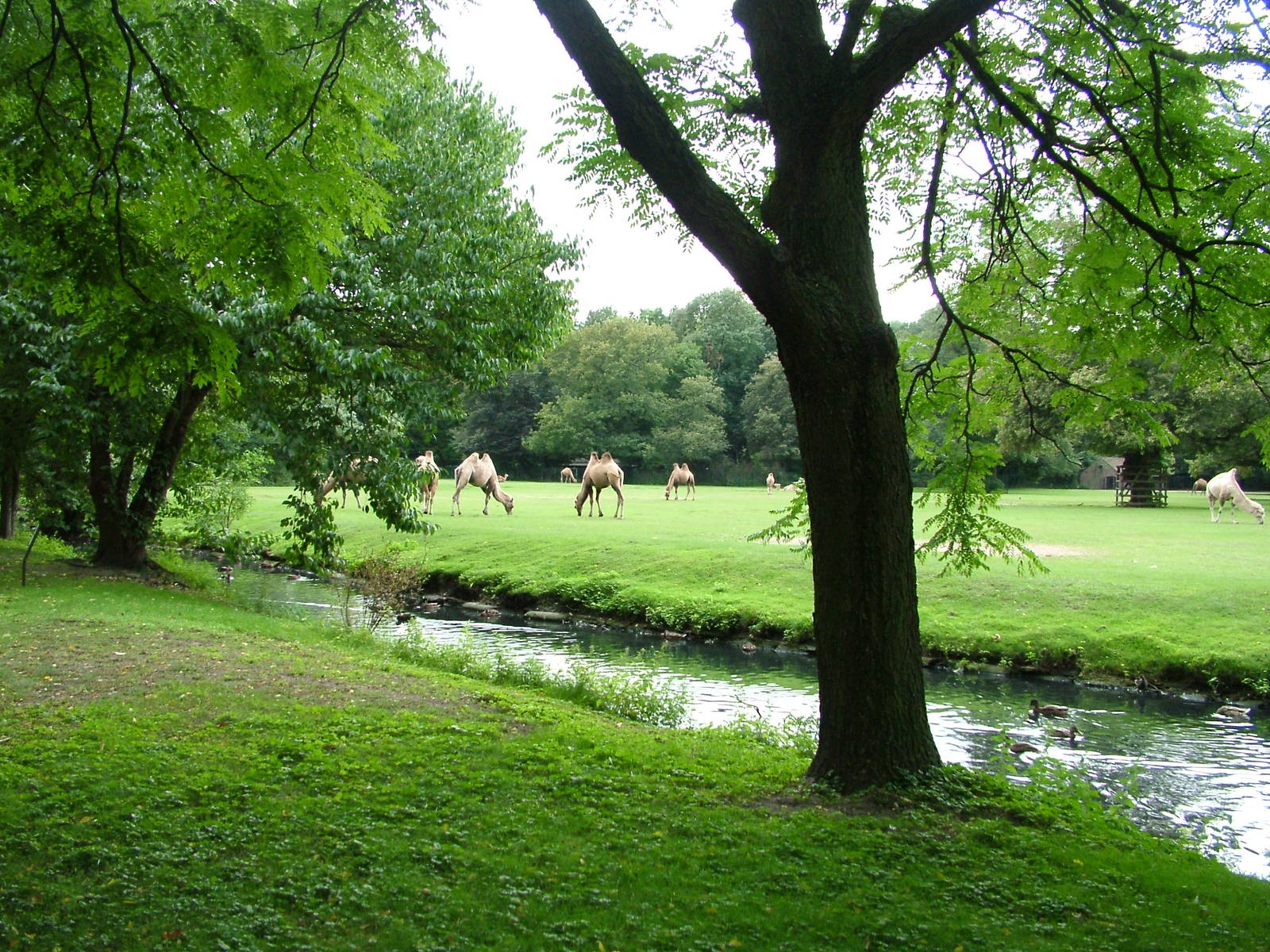 Camel Paddock at Tierpark Berlin, 30/08/11