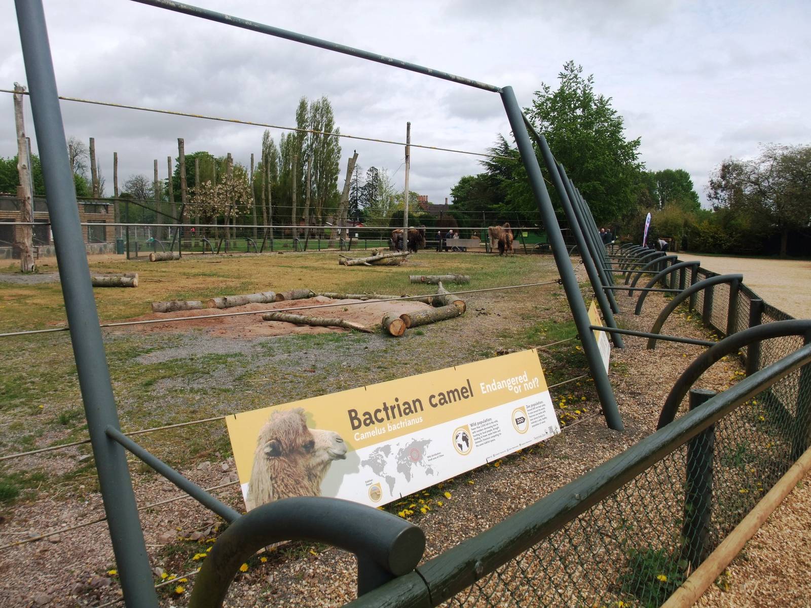 Camel Paddock at Twycross, 18/05/13