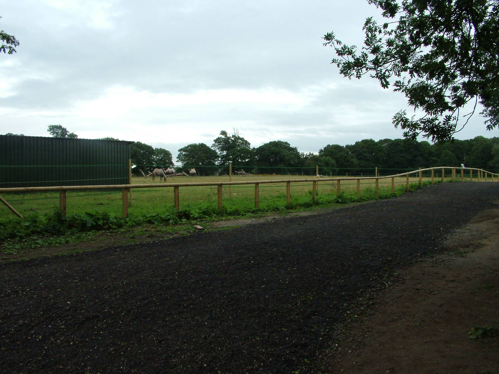 Camel Paddock at Yorkshire WP, 18/07/10