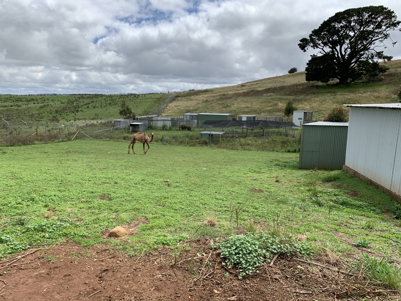 Camel Paddock