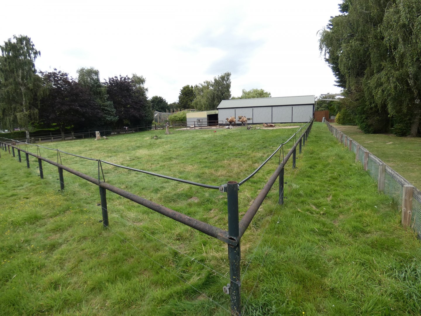Camel paddock