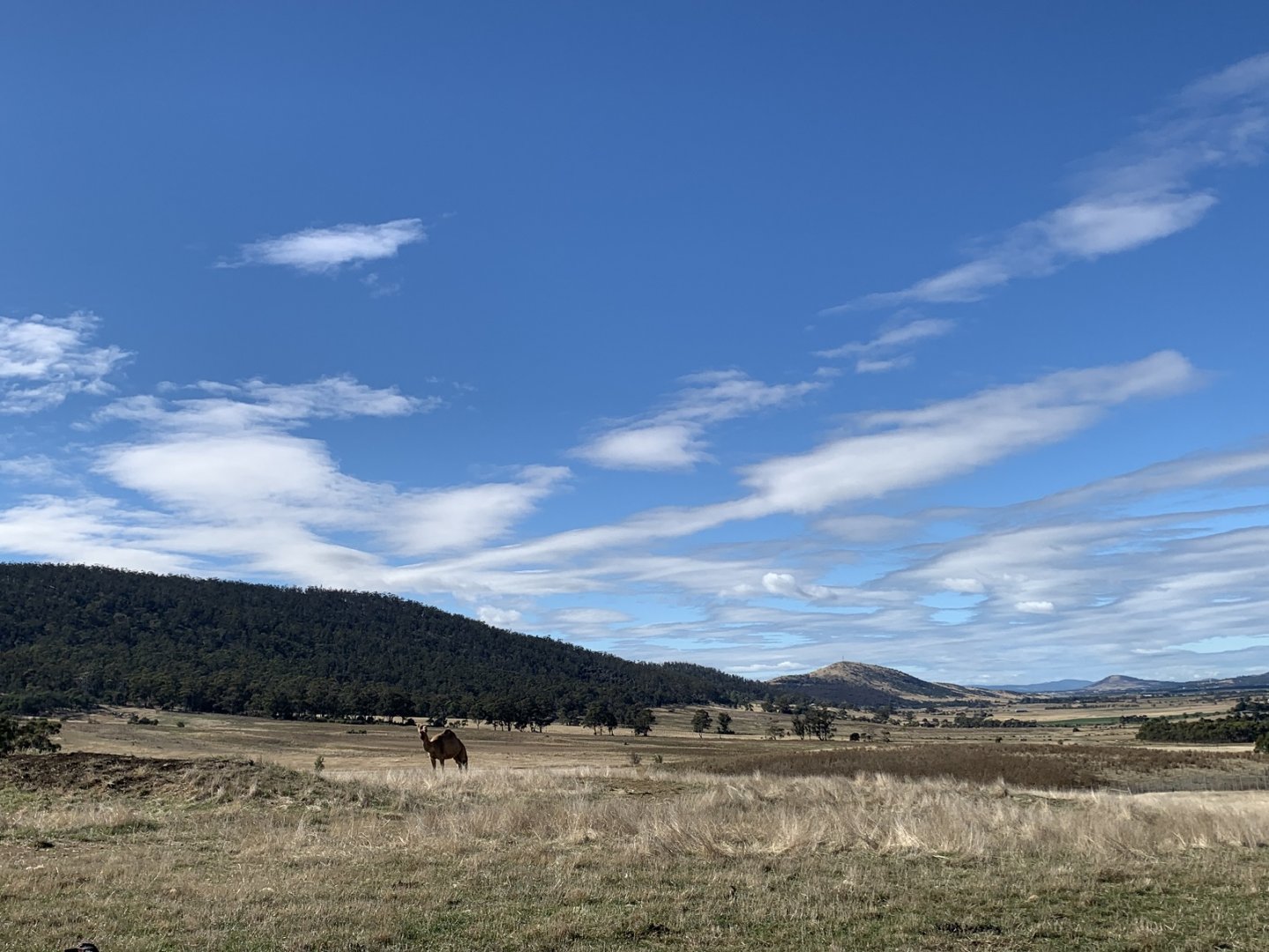 Camel Paddock