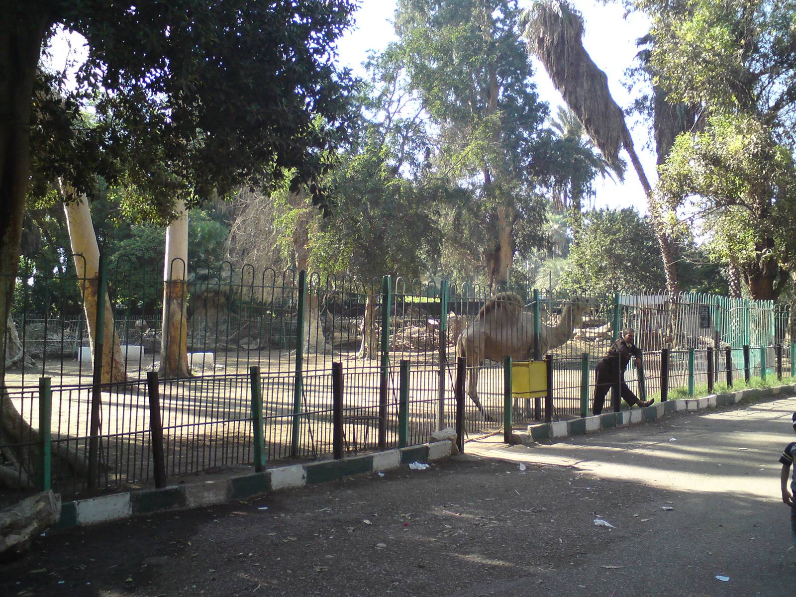 Camel paddock