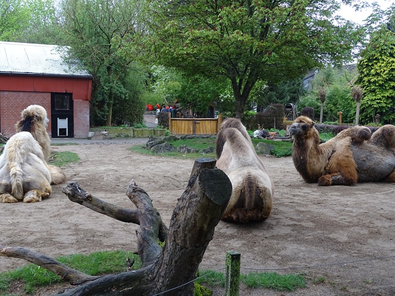 Camel / porcupine enclosure