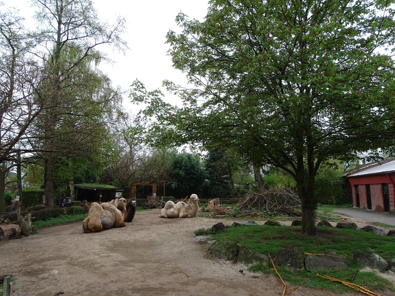 Camel / porcupine enclosure