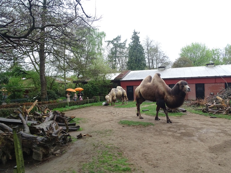Camel / porcupine enclosure