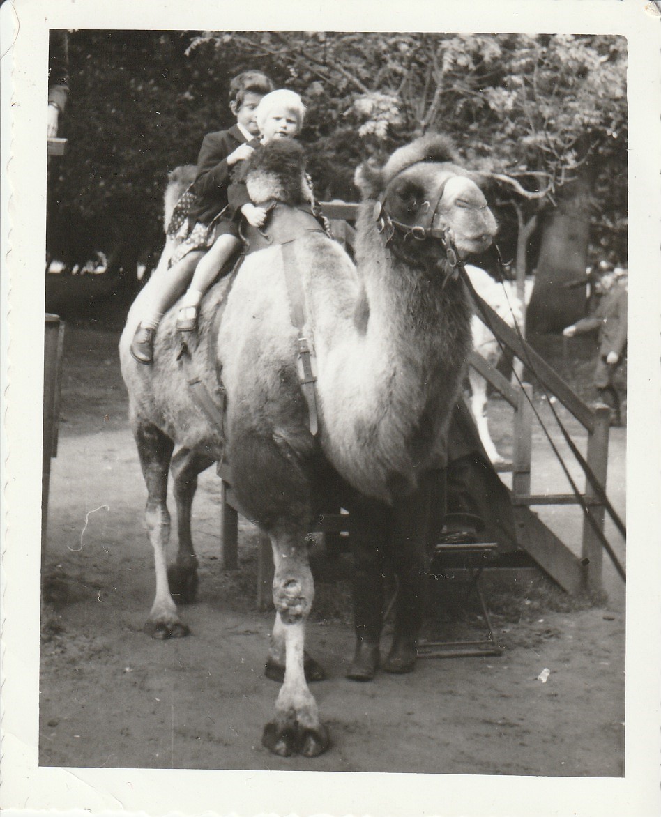 Camel ride at Whipsnade Zoo - taken circa August/September 1960