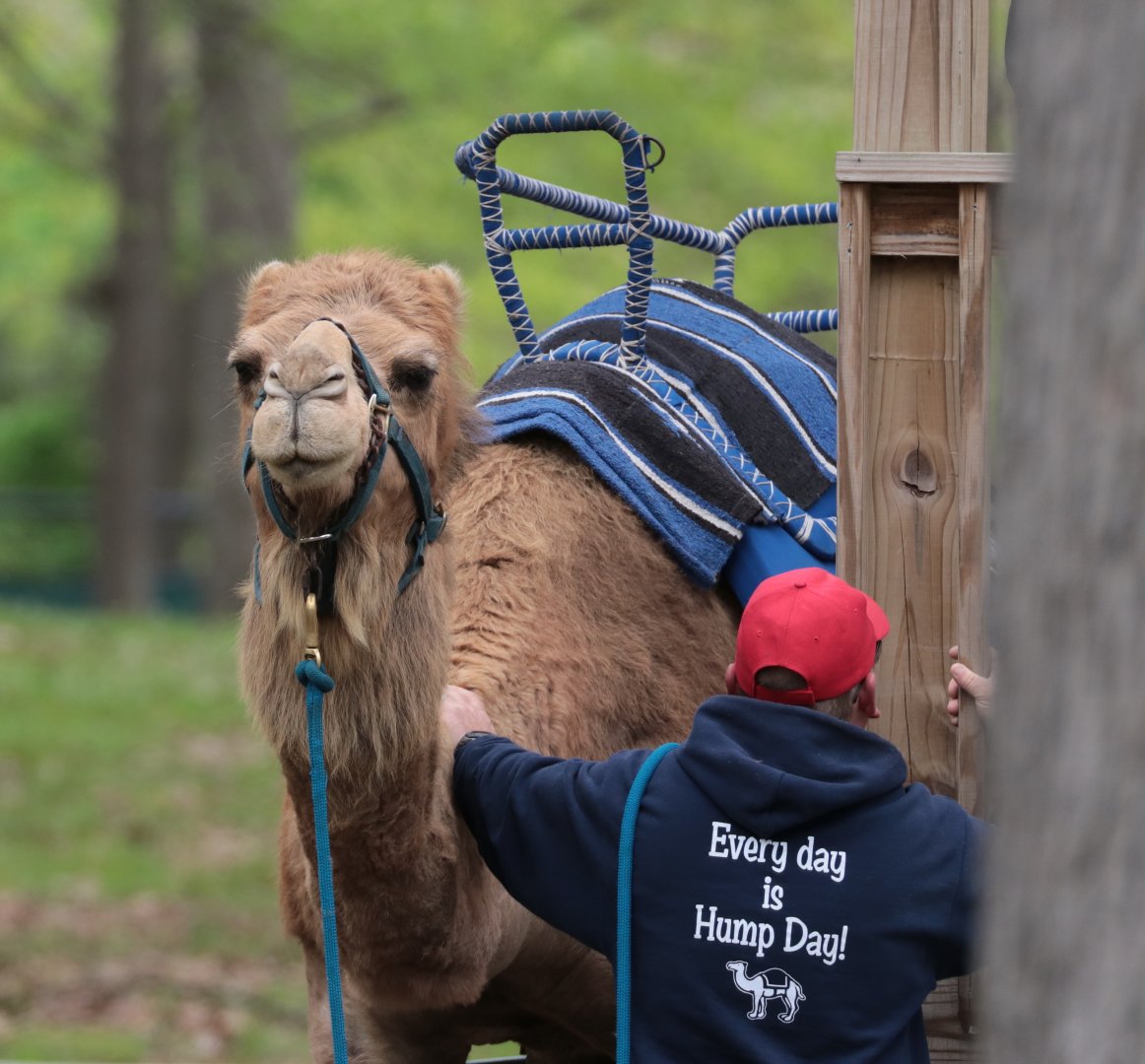 Camel Rides - Potter Park Zoo - 05/20/19