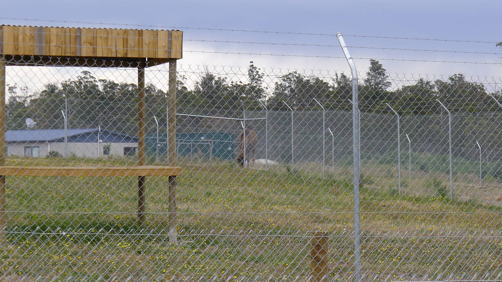 Camel seen thru Cheetah fences