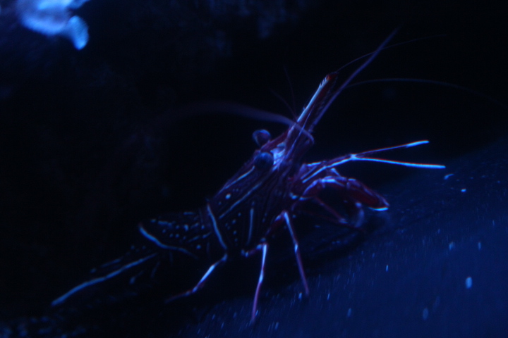 Camel shrimp (Rhynchocinetes durbanensis)
