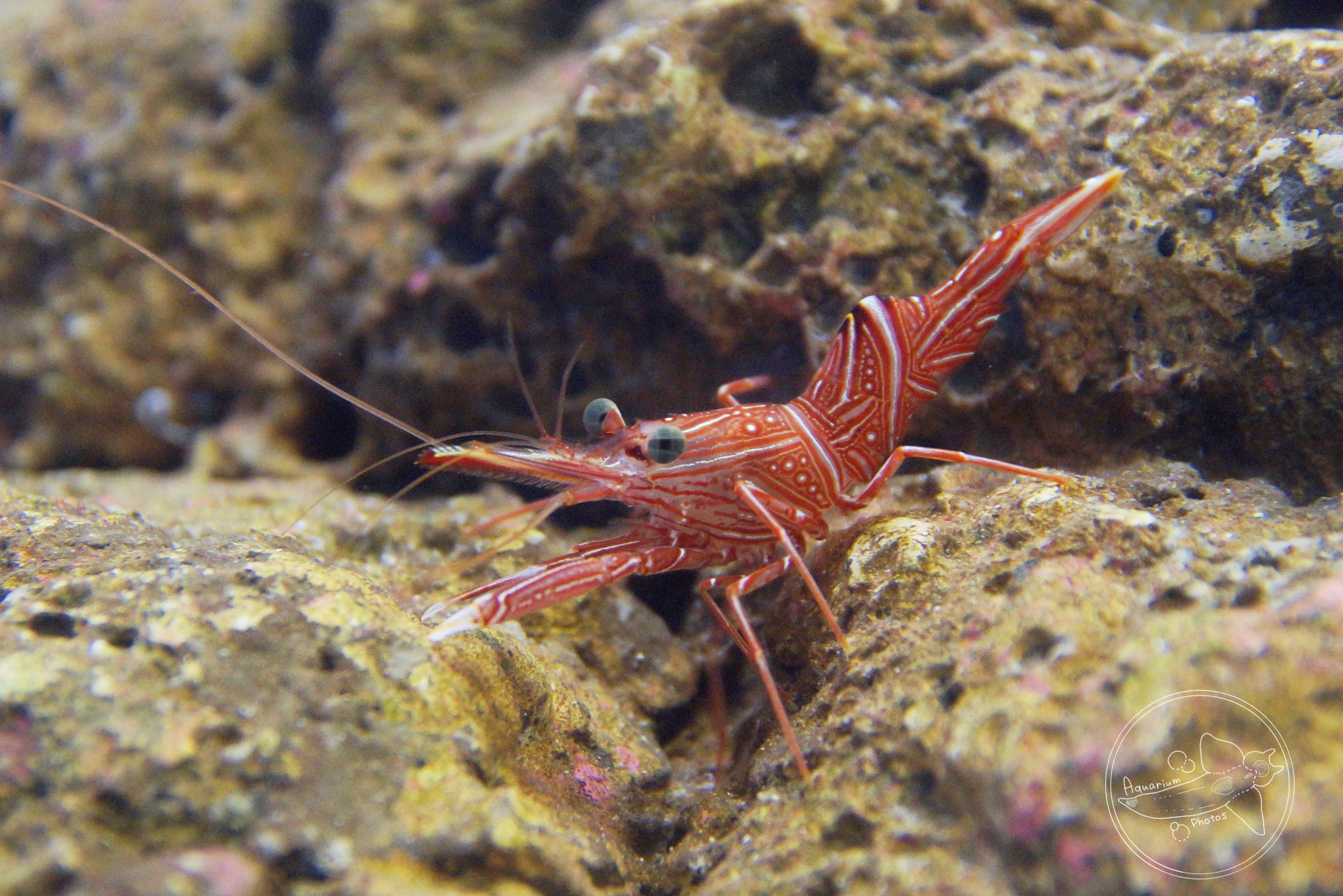 Camel Shrimp (Rhynchocinetes durbanensis)