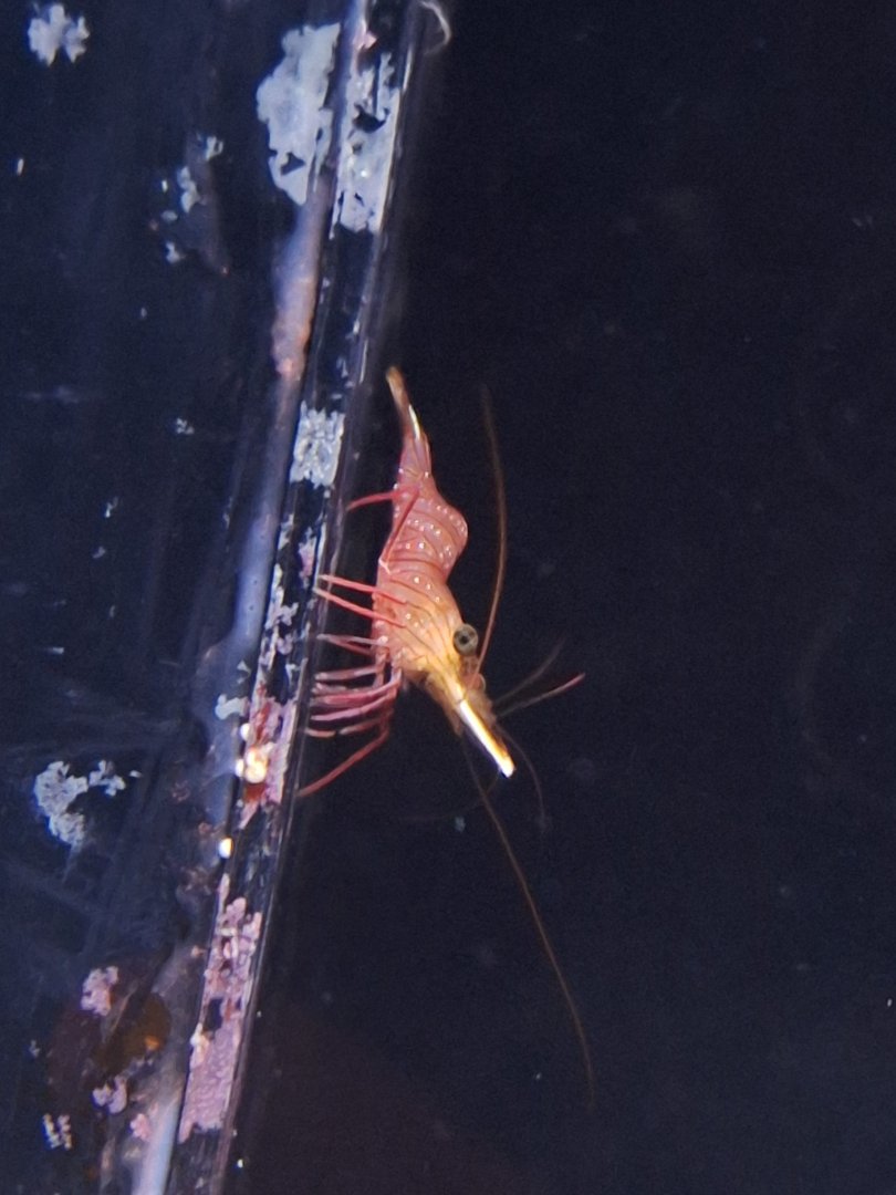 Camel Shrimp (Rhynchocinetes uritai) - Uozu Aquarium