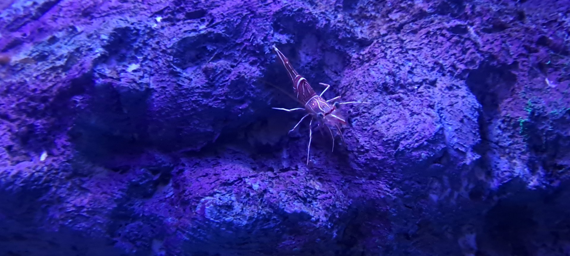 Camel Shrimp