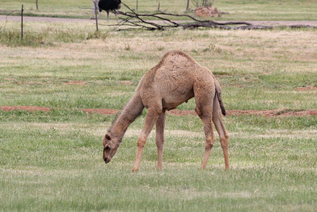 Camel - six weeks old