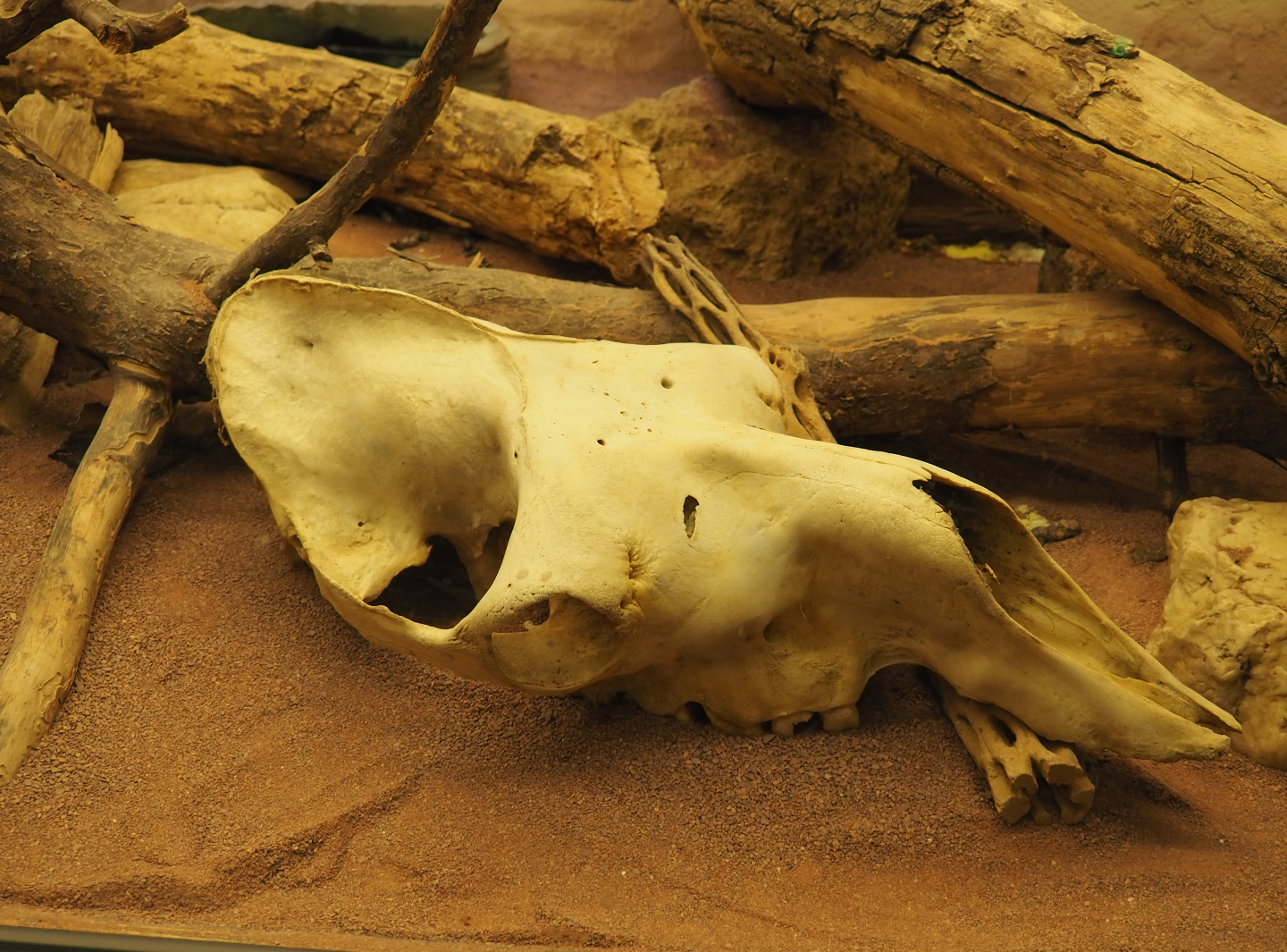 Camel skull in the rattlesnake terrarium, 2020-06-28