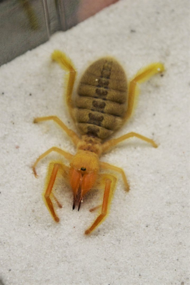 Camel spider (Paragaleodes cf. pallidus)