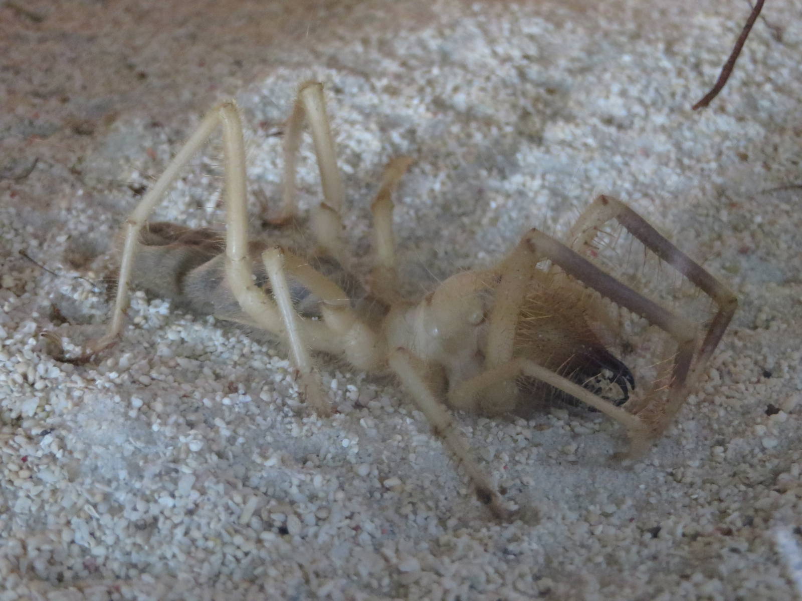 Camel spider