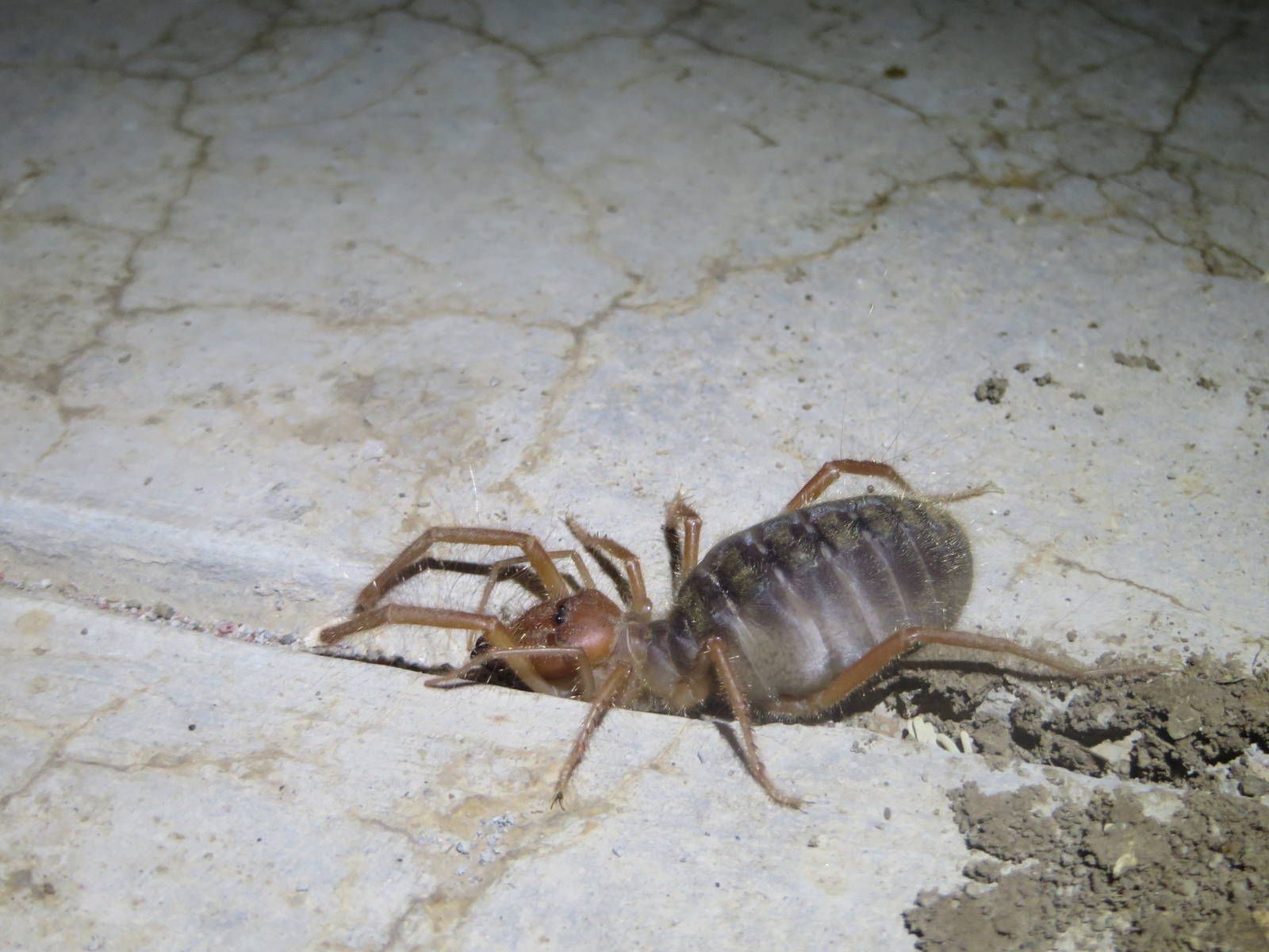 Camel spider