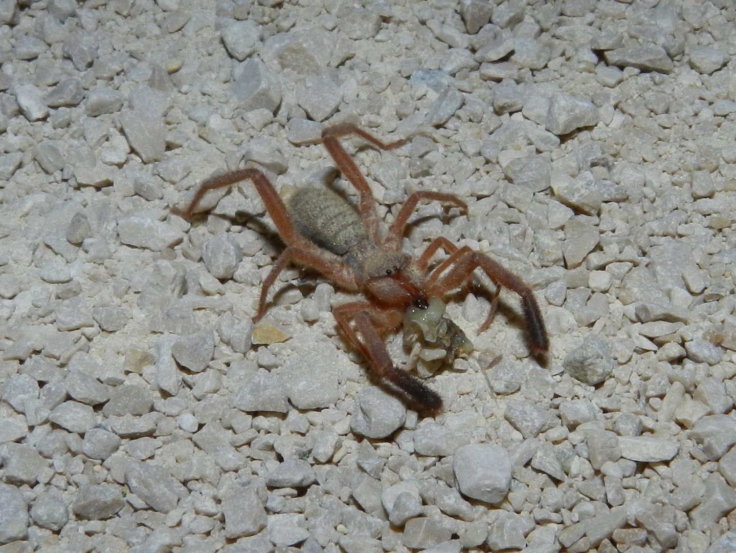 Camel Spider