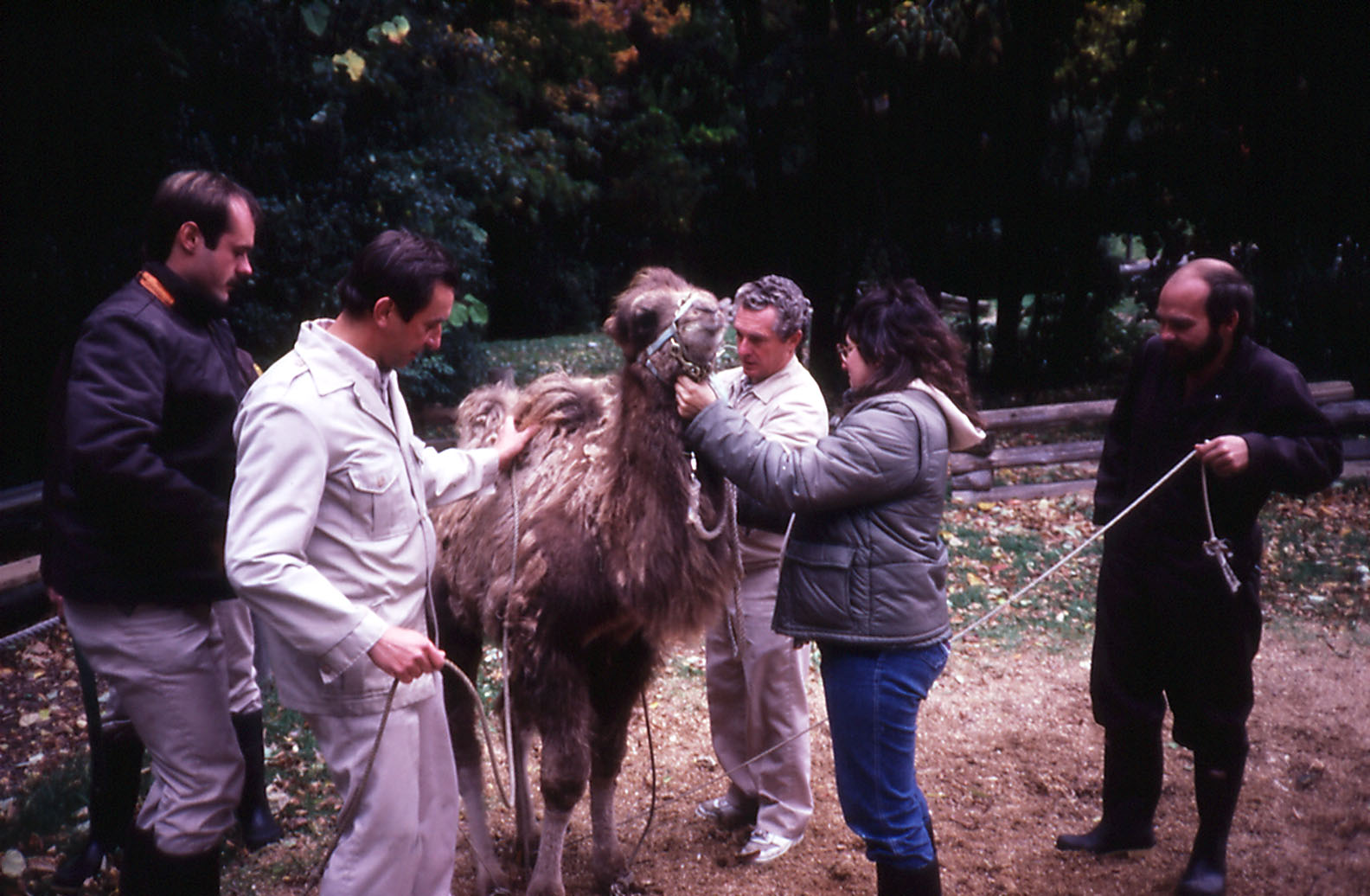 Camel Training - 1987