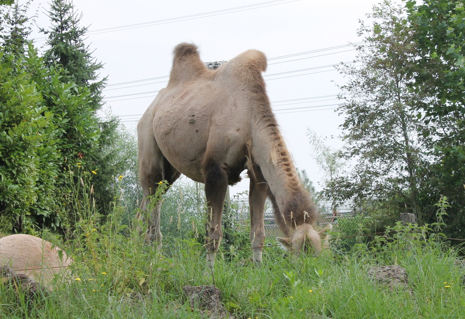 Camel - trying to]hide