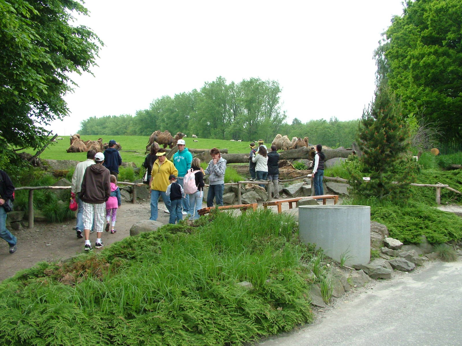 Camel viewing at Ostrava, 29/05/10