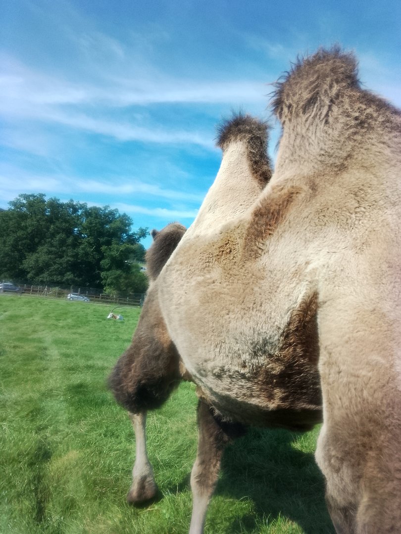 Camel walking away from my car