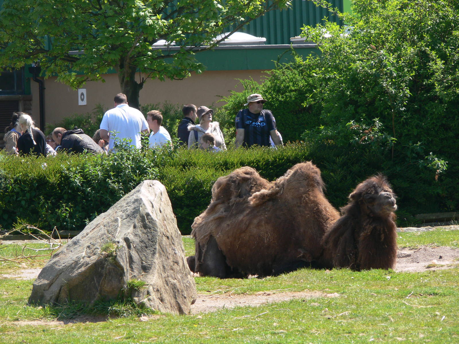 Camel watching at Blackpool Zoo, 26/05/13