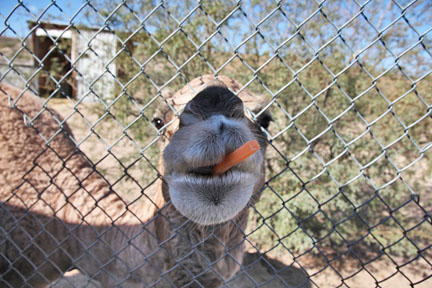 camel with carrot