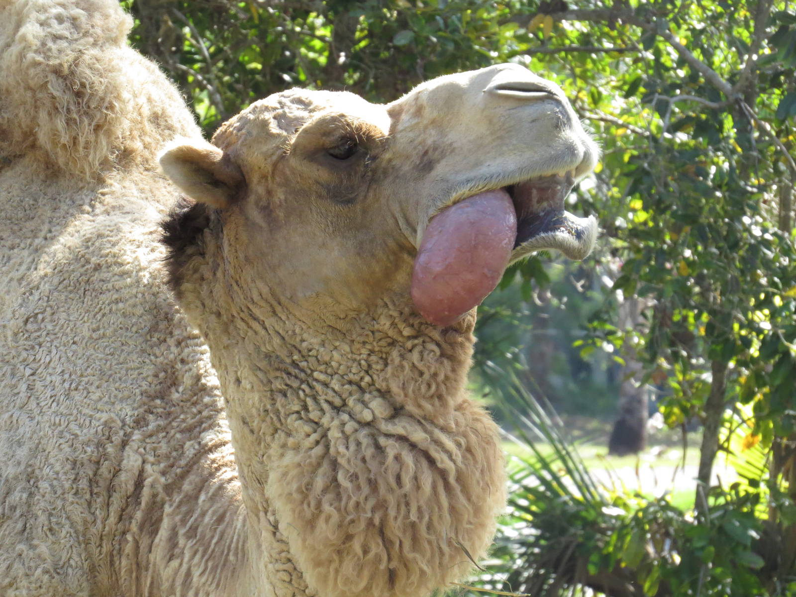 Camel with inflated dulla, March 2015