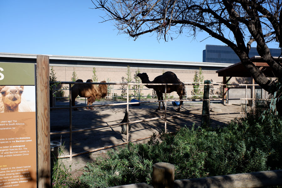 camel yard (2 species)