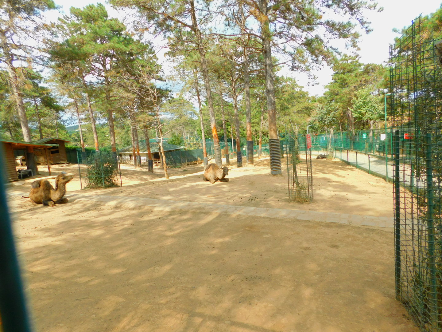 Camel, Zebra, and Donkey Enclosure