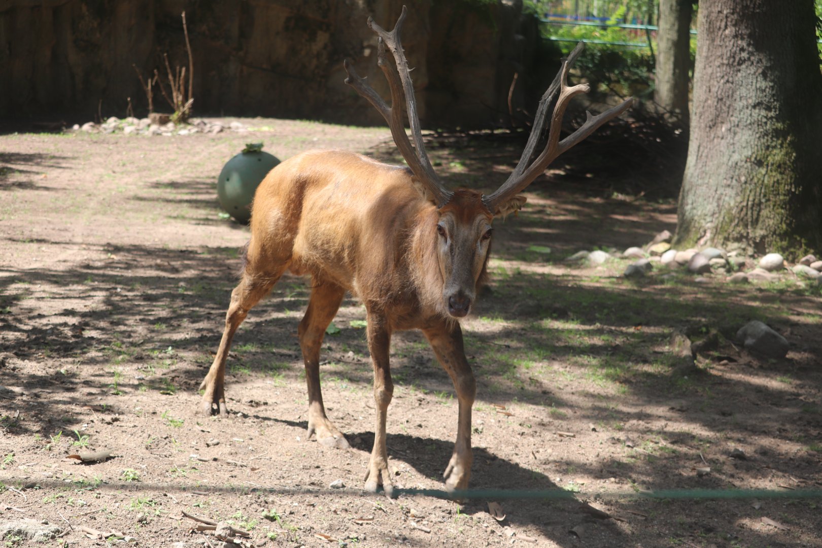 Camel & Zebra Area - Père David's Deer