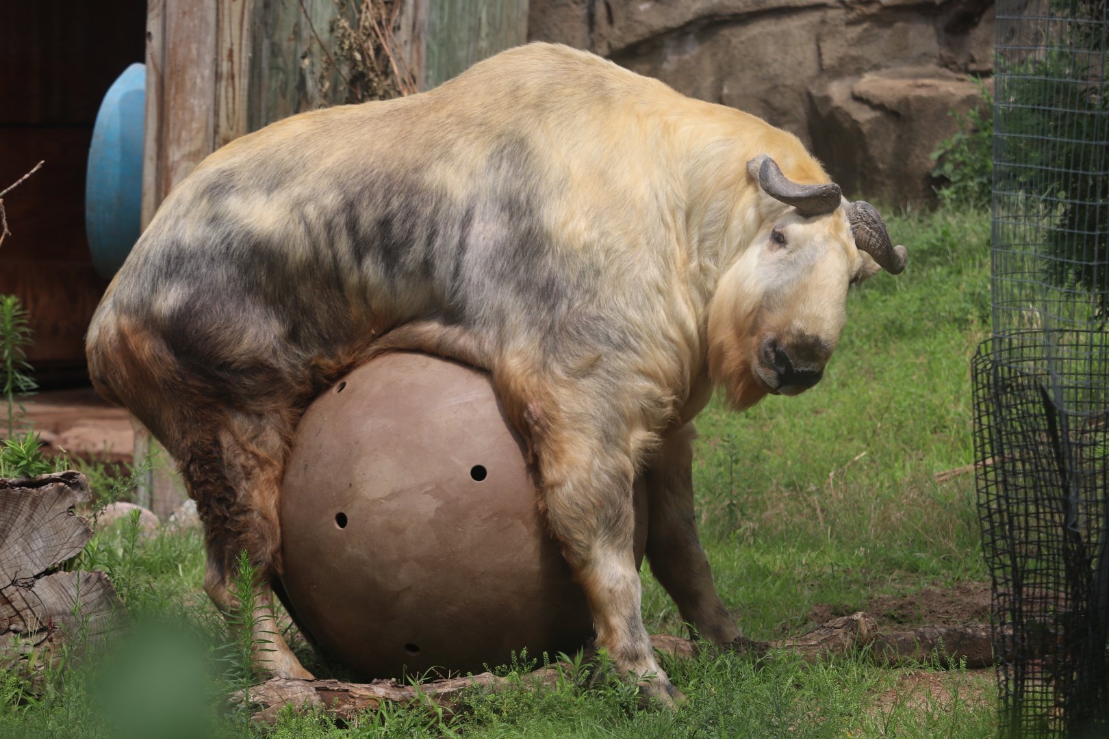 Camel & Zebra Area - Sichuan Takin