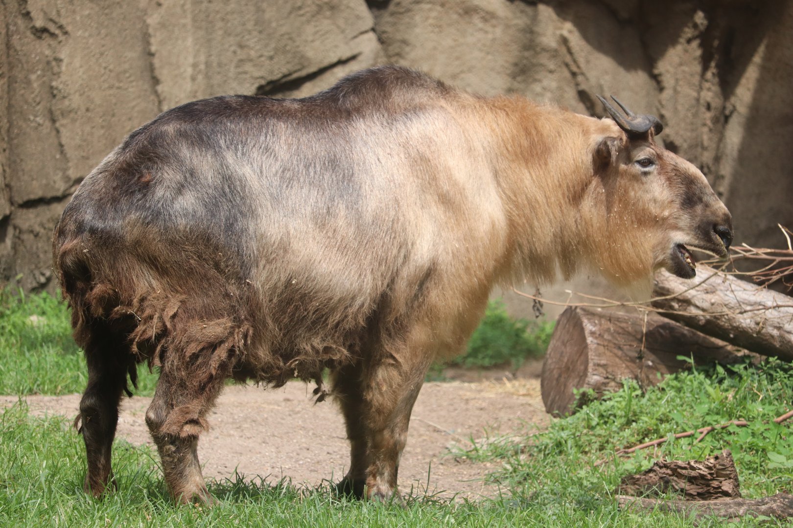 Camel & Zebra Area - Sichuan Takin