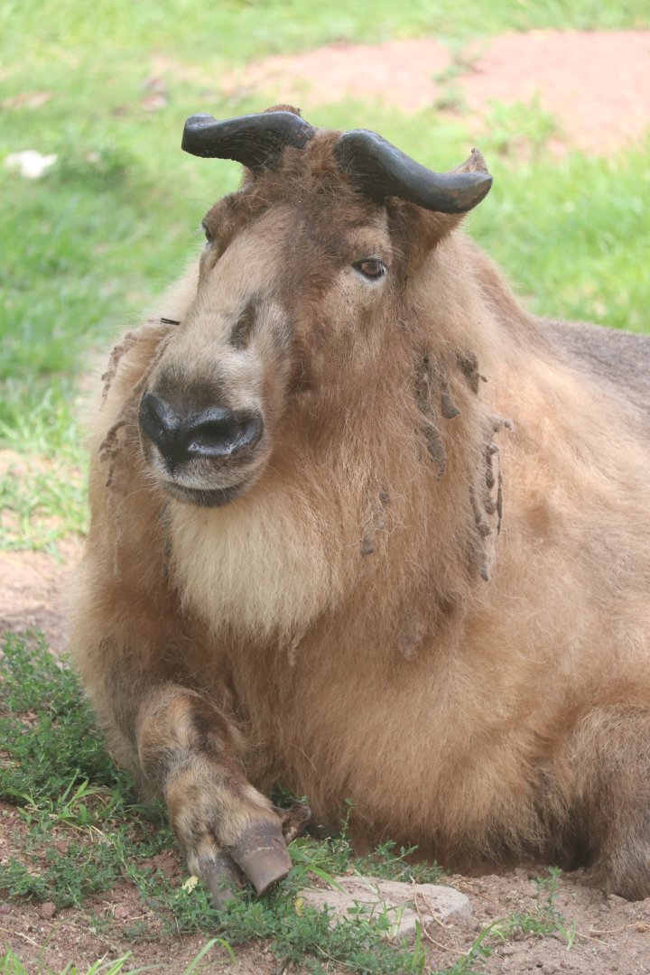 Camel & Zebra Area - Sichuan Takin